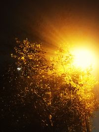 Close-up of illuminated tree against sky during sunset