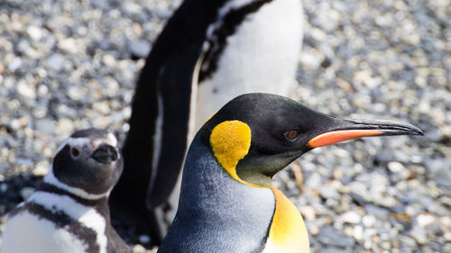 Close-up of a bird