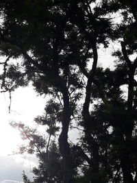 Low angle view of trees in forest