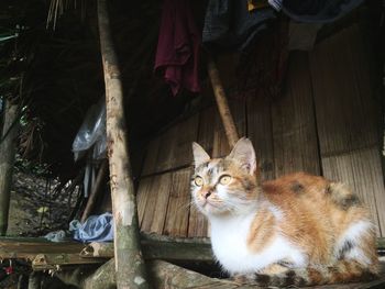 Cat looking away at house