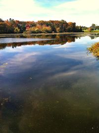 Reflection of trees in calm lake