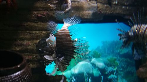 Fish swimming in aquarium