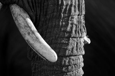 Close-up of tree trunk