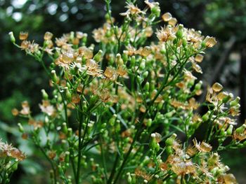 Close-up of flowering plant