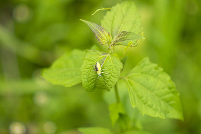 Close-up of insect on leaves