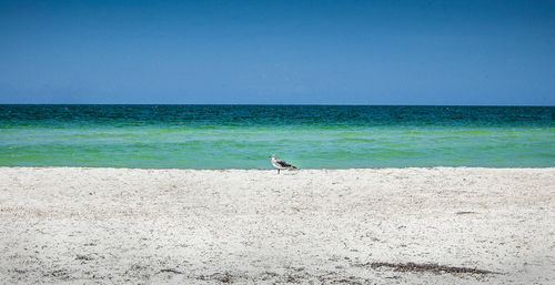 Side view of seagull at sandy beach