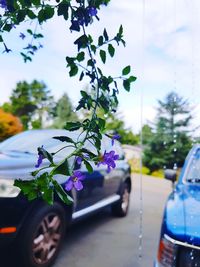 Close-up of purple flowering plant on road