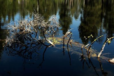 Close-up of birds in lake