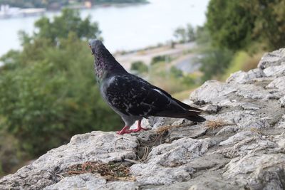 Close-up of bird perching on rock