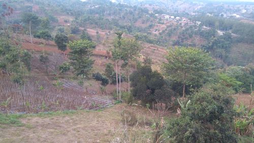 High angle view of trees in forest