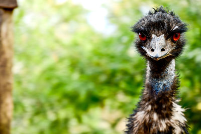 Close-up portrait of a emu