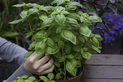 Close-up of hand holding bouquet of potted plant