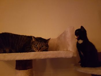 Portrait of cat sitting on sofa