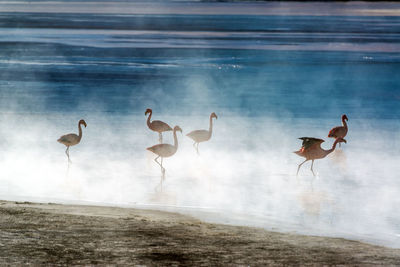 Flamingoes in laguna colorada