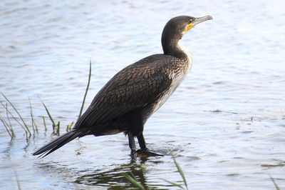 Bird perching on a lake