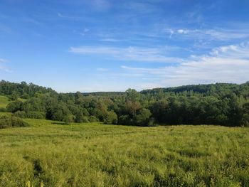 Scenic view of trees on field against sky