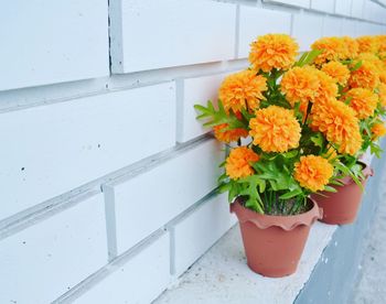 Close-up of orange flower pot on floor against wall