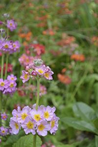 Close-up of flowers