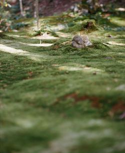 Close up of grass growing in forest