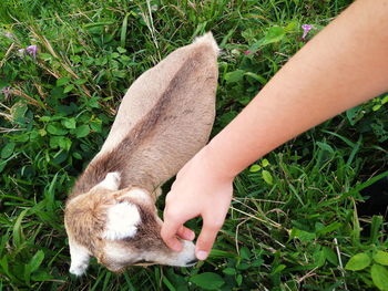 Close-up of a hand feeding on field