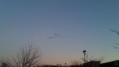 Low angle view of bird flying in sky