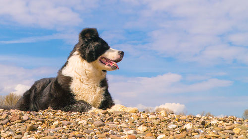 Dog on rock against sky