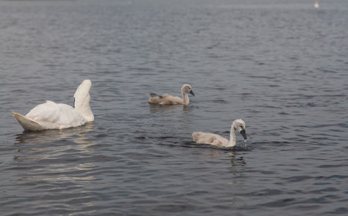 Swan and cygnets swimming in lake