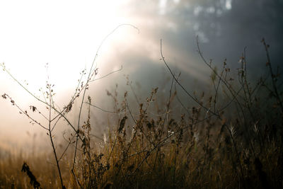 Close-up of stalks in field against sky