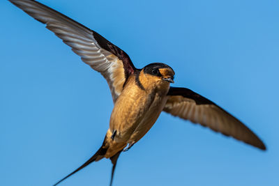 bird