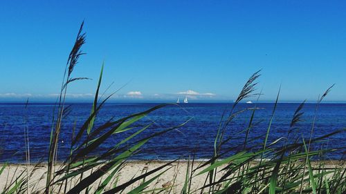 Scenic view of sea against clear sky