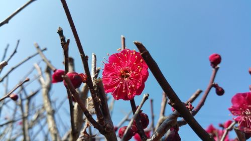 Low angle view of fresh pink flowers against clear sky