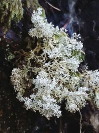 Close-up of snow on plant