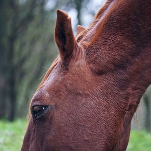 Close-up of a horse