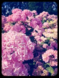 Close-up of pink flowers