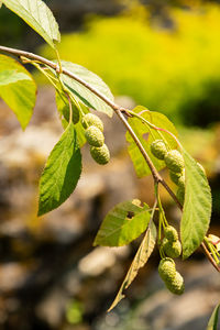 Close-up of plant