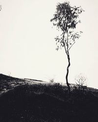 Bare trees on field against clear sky