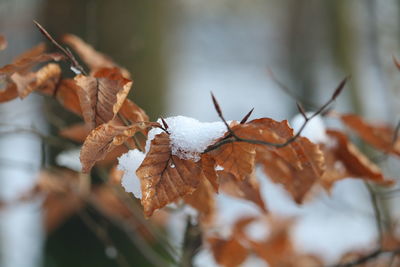 Close-up of dry leaves during winter