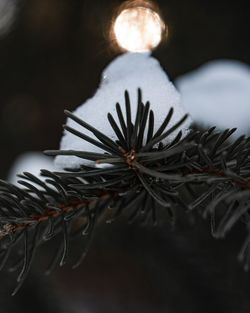 Close-up of christmas tree in snow