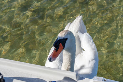 Swan floating on lake