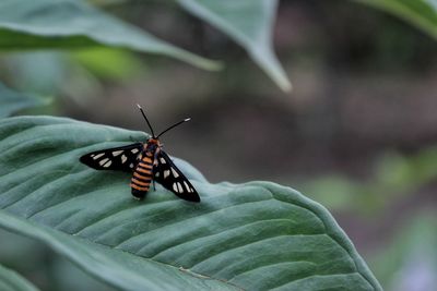 Close-up of butterfly on leaf