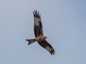 Low angle view of eagle flying against clear sky