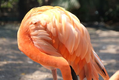 Close-up of a bird