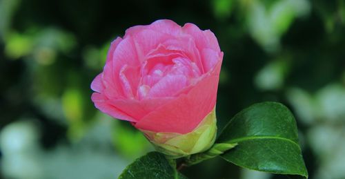 Close-up of pink rose