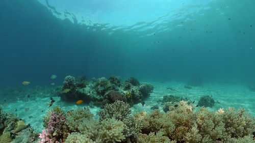 undersea