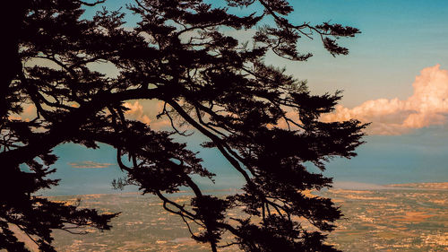 Silhouette tree against sky during sunset