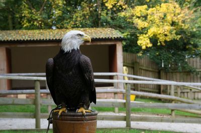 Close-up of bird perching outdoors