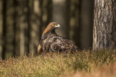 A golden eagle in woodland
