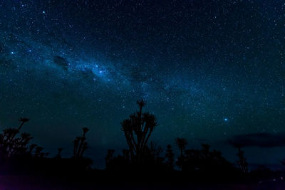 Low angle view of trees against sky at night