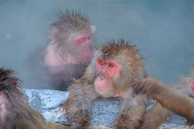 Close-up of monkey in water