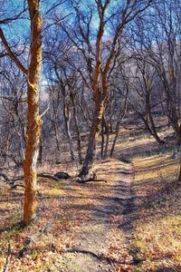 Bare trees in forest